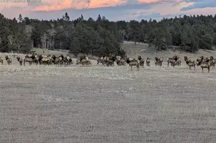 284 County Road 511 Rd, Divide, CO 80814 - Photo 3