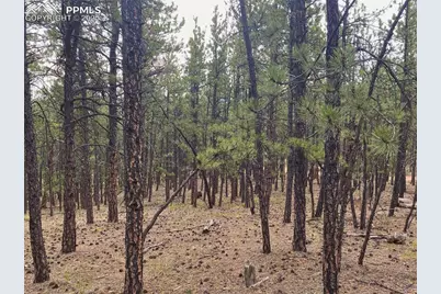 60 Pickens Road, Florissant, CO 80816 - Photo 5