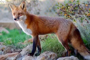 135 Lost Lake Pl, Divide, CO 80814 - Photo 29