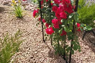 8875 Tranquil Knoll Ln, Colorado Springs, CO 80927 - Photo 37