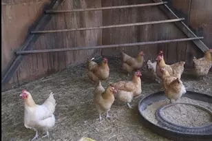 900 Pond Terrace, Fountain, CO 80817 - Photo 11