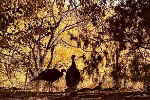 900 Pond Terrace, Fountain, CO 80817 - Photo 17