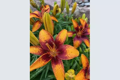 6645 Cache Drive, Colorado Springs, CO 80923 - Photo 45