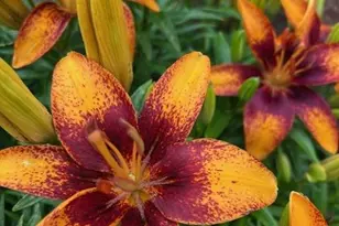 6645 Cache Dr, Colorado Springs, CO 80923 - Photo 45