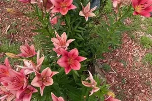 3978 Pronghorn Meadows Cir, Colorado Springs, CO 80922 - Photo 33