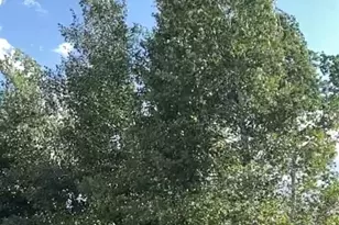 3978 Pronghorn Meadows Cir, Colorado Springs, CO 80922 - Photo 35