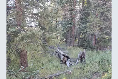 309 Pinaceae Heights, Divide, CO 80814 - Photo 17