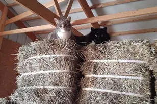 19805 Joyful Vw, Calhan, CO 80808 - Photo 49