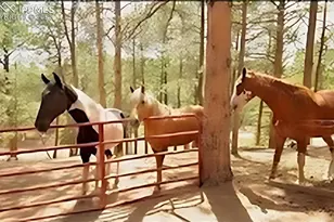 117 Rabbil Crk Trl, Florissant, CO 80816 - Photo 31