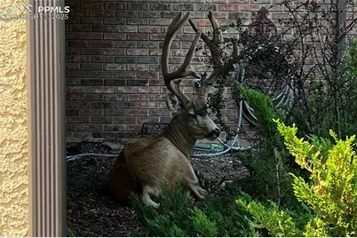 506 Orion Place, Colorado Springs, CO 80906 - Photo 49