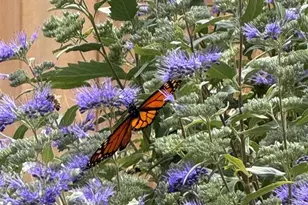 2590 Silent Rain Dr, Colorado Springs, CO 80919 - Photo 41