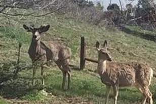 320 Columbine Rd, Palmer Lake, CO 80133 - Photo 43