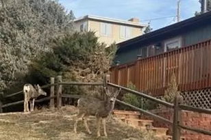 320 Columbine Rd, Palmer Lake, CO 80133 - Photo 39