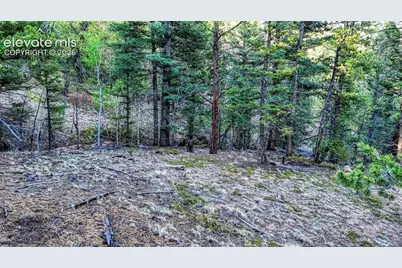 364 Blue Spruce Road, Divide, CO 80814 - Photo 9