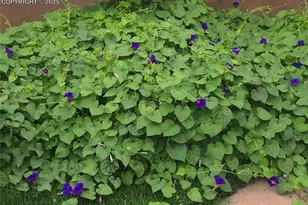 1628 R St, Penrose, CO 81240 - Photo 39