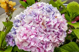 7241 San Luis St, Carlsbad, CA 92011 - Photo 33