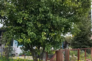 131 Full Cir, Davis, CA 95618 - Photo 49