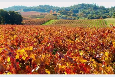 12551 Steiner Road, Plymouth, CA 95669 - Photo 19