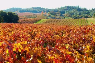 12551 Steiner Rd, Plymouth, CA 95669 - Photo 19