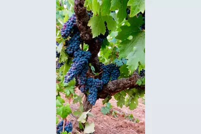 12551 Steiner Road, Plymouth, CA 95669 - Photo 9