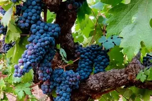 12551 Steiner Rd, Plymouth, CA 95669 - Photo 9