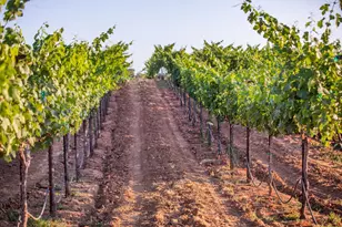 21365 Shenandoah School Rd, Plymouth, CA 95669 - Photo 29