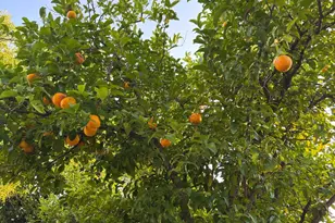 3415 E Oro Dam Blvd, Oroville, CA 95966 - Photo 25