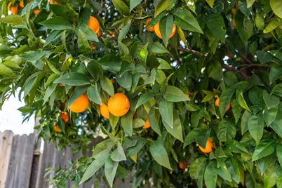 4309 Jan Drive, Carmichael, CA 95608 - Photo 25