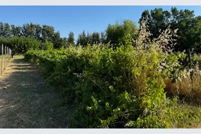 17058 Road 57, Guinda, CA 95637 - Photo 15