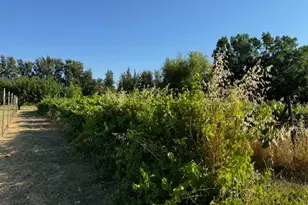 17058 Rd 57, Guinda, CA 95637 - Photo 15