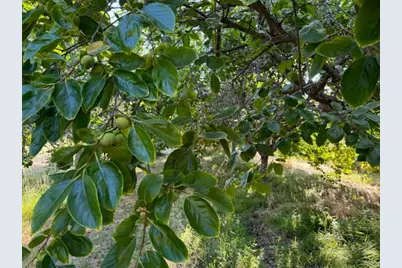 17058 Road 57, Guinda, CA 95637 - Photo 29