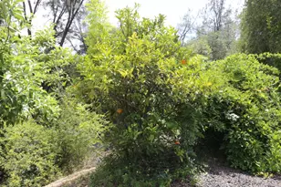1484 Oregon Gulch Rd, Oroville, CA 95965 - Photo 67