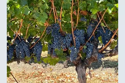 577 Artisan Circle, Geyserville, CA 95441 - Photo 47