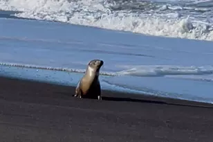 14920 Mallo Pass Dr, Irish Beach, CA 95459 - Photo 35