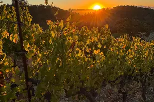 2900 Spring Mountain Rd, Saint Helena, CA 94574 - Photo 55