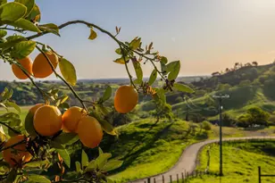 8725 Quail Canyon Rd, Vacaville, CA 95688 - Photo 5