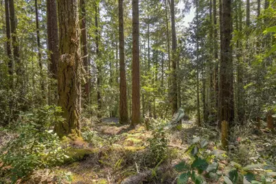 335 Deerfield, The Sea Ranch, CA 95497 - Photo 9