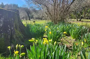 1075 Dutyville Rd, Garberville, CA 95542 - Photo 19