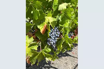 4060 Monticello Road, Napa, CA 94558 - Photo 11