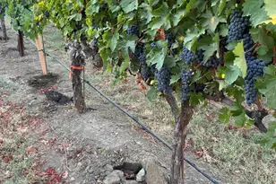 4060 Monticello Rd, Napa, CA 94558 - Photo 29