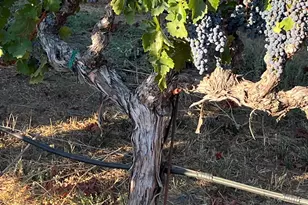 4060 Monticello Rd, Napa, CA 94558 - Photo 33