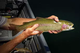 42369 Horr Rd, McArthur, CA 96056 - Photo 3