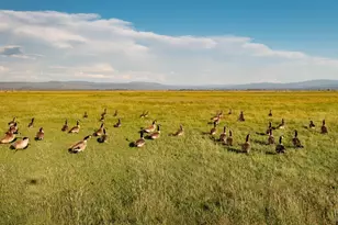 42369 Horr Rd, McArthur, CA 96056 - Photo 33