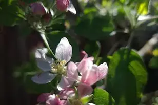 [Address not provided], Rohnert Park, CA 94928 - Photo 35