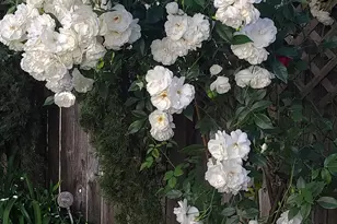 [Address not provided], Rohnert Park, CA 94928 - Photo 39