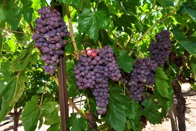 455 Glass Mountain Road, Saint Helena, CA 94574 - Photo 9