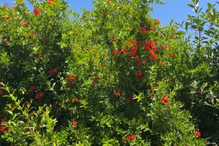 3500 Silverado Trail, Saint Helena, CA 94574 - Photo 39