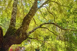 10951 Big Meadow Rd, Philo, CA 95466 - Photo 43