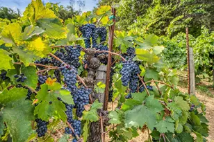 1389 Canyon Rd, Geyserville, CA 95441 - Photo 49