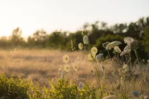 2220 Oakwild Ln, Santa Rosa, CA 95401 - Photo 23